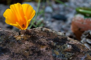 californian-poppy