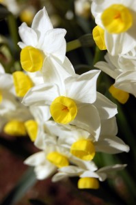 narcissi-flower