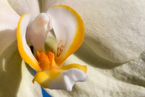 orchid-close-up