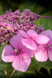 pink-hydrangea-cropped