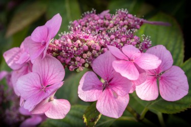 pink-hydrangea-not-cropped