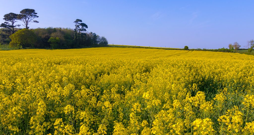 Rapeseed Field - Waddeton